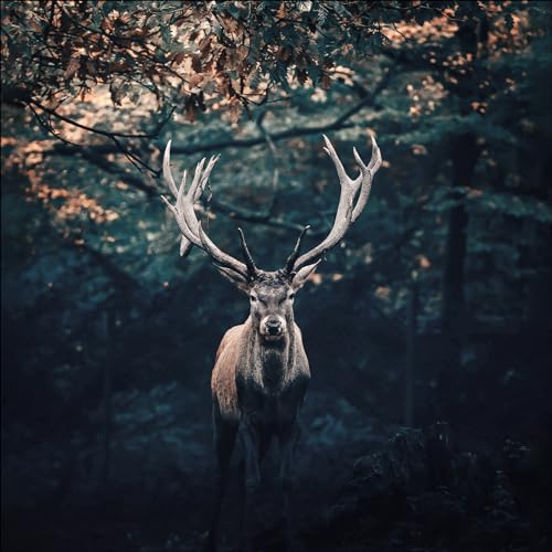 Pro-Art Glasbild Deer In The Dark, 50x50 cm von Pro-Art