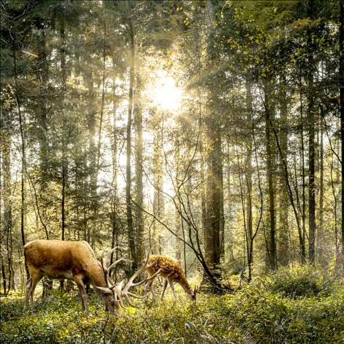 Pro-Art Glasbild Deers in the forest, 20x20 cm von Pro-Art