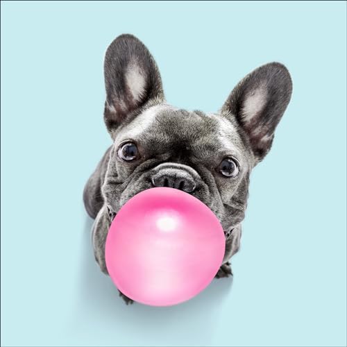 Pro-Art Glasbild Dog chewing gum II, 20x20 cm von Pro-Art