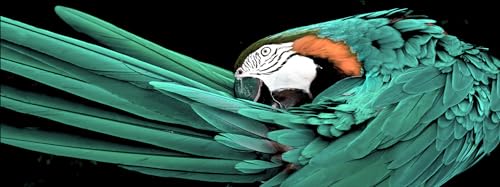 Pro-Art Glasbild Green Parrot, 30x80 cm von Pro-Art