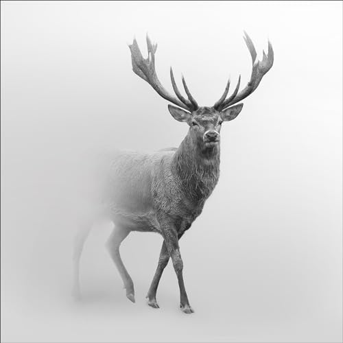 Pro-Art Glasbild Grey Deer V, 20x20 cm von Pro-Art