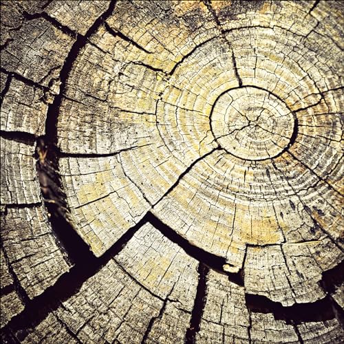 Pro-Art Glasbild Old Wood I, 20x20 cm von Pro-Art