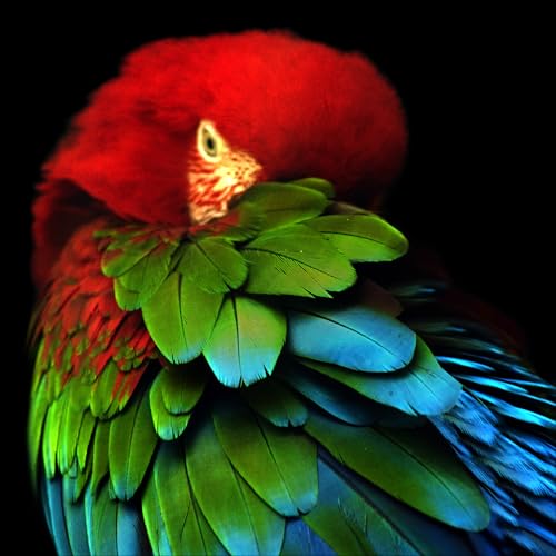 Pro-Art Glasbild Parrot in the jungle, 50x50 cm von Pro-Art