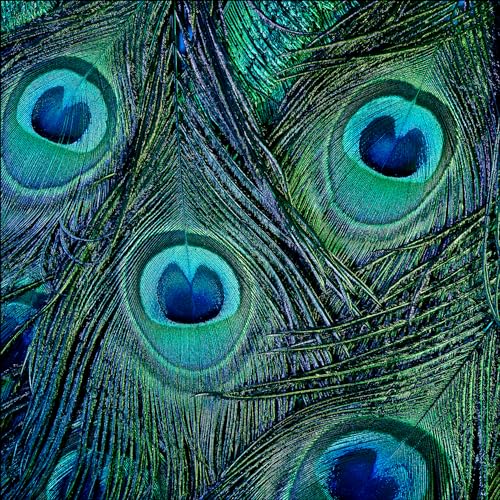 Pro-Art Glasbild Peacock eyes, 20x20 cm von Pro-Art