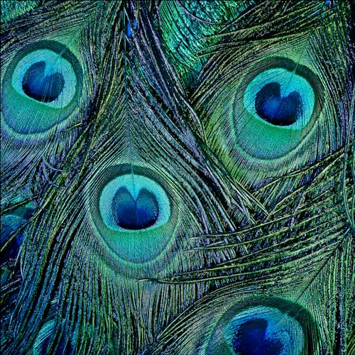 Pro-Art Glasbild Peacock eyes, 50x50 cm von Pro-Art