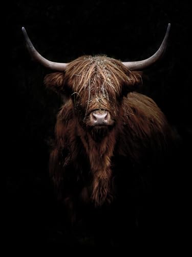 Pro-Art Glasbild Scottish Highland Cattle IX, 80x60 cm von Pro-Art