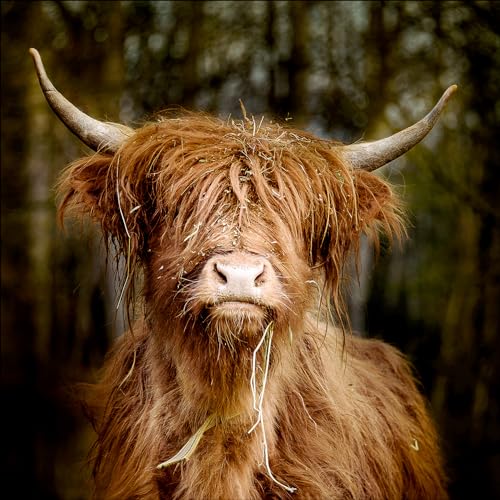Pro-Art Glasbild Scottish Highland Cattle VI, 50x50 cm von Pro-Art-Bilderpalette