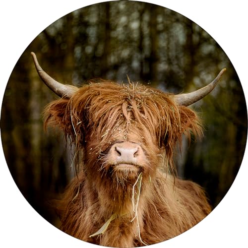 Pro-Art Glasbild Scottish Highland Cattle VI, rund 30 cm von Pro-Art