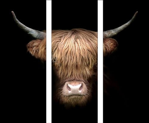 Pro-Art Glasbild Scottish Highland Cattle VIII, 80x90 cm von Pro-Art