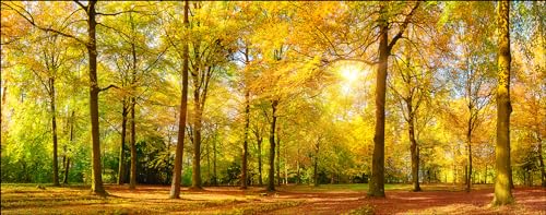 Pro-Art Glasbild Sunshine in the forest III, 50x125 cm Pro-Art Glasbild Sunshine in the forest III, 50x125 cm von Pro-Art