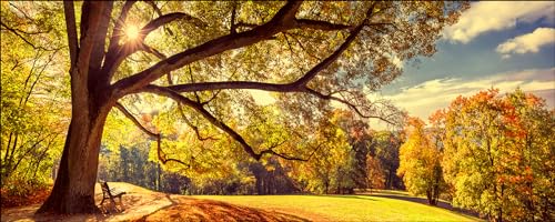 Pro-Art Glasbild Sunshine in the park, 30x80 cm von Pro-Art