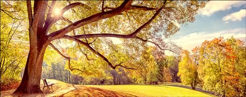 Pro-Art Glasbild Sunshine in the park, 50x125 cm Pro-Art Glasbild Sunshine in the park, 50x125 cm von Pro-Art