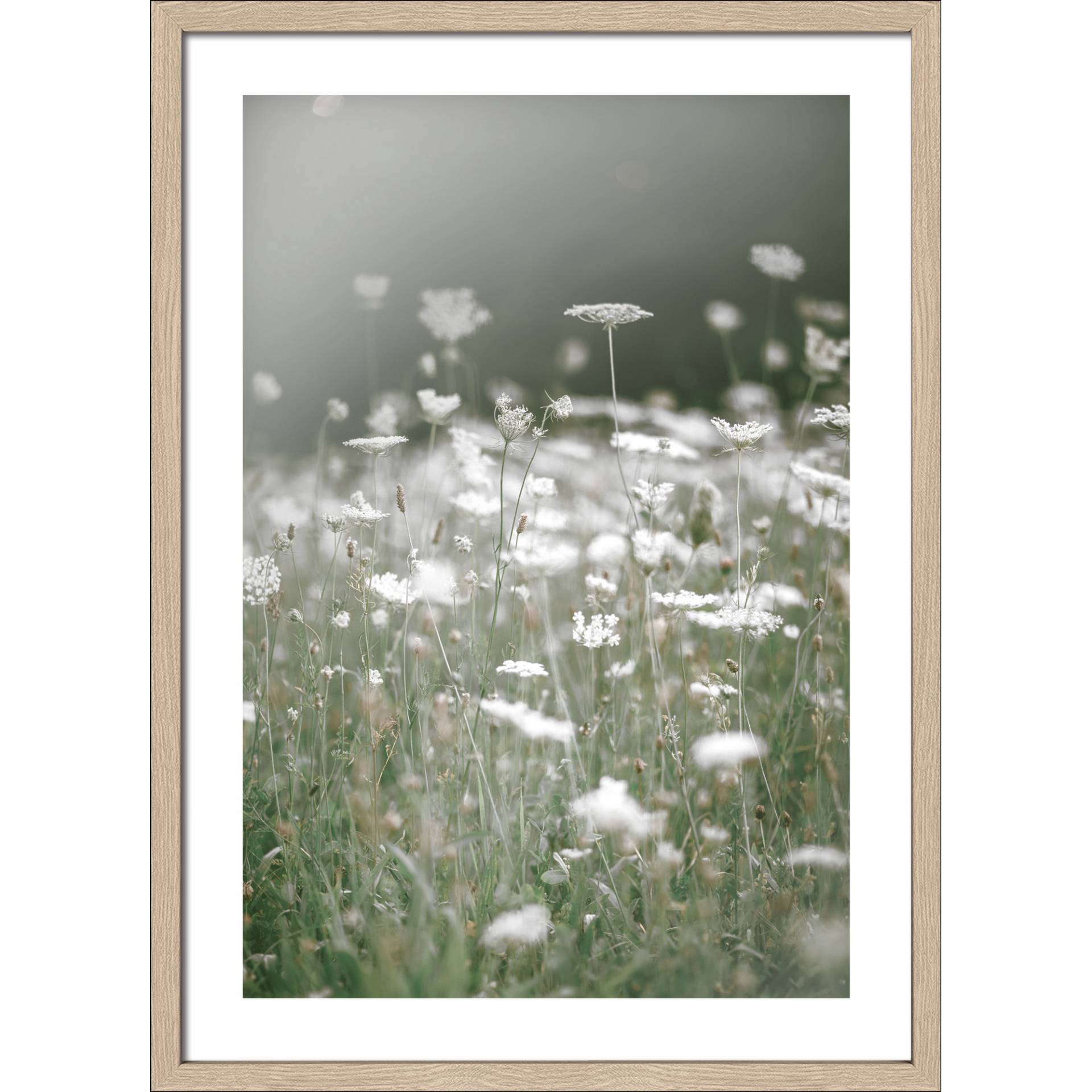 Pro-Art Kunstdruck Framed-Art 'Dried White Flowers III' 53 x 73 cm von Pro-Art