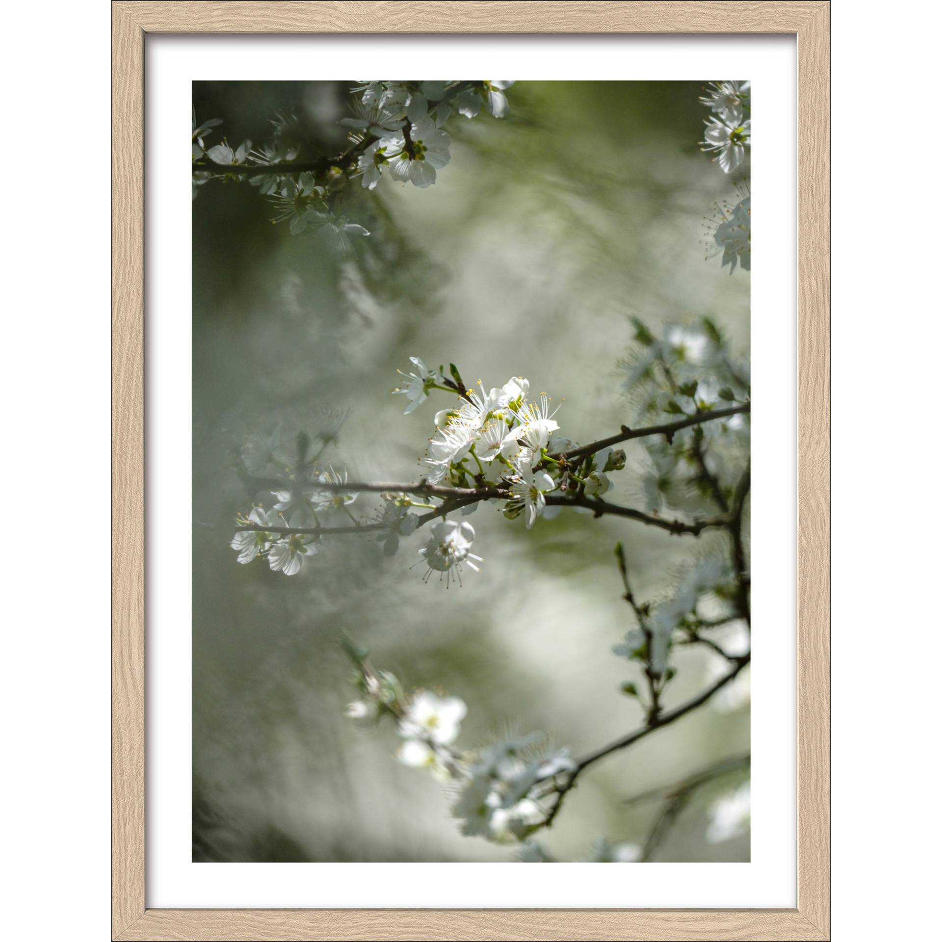 Pro-Art Kunstdruck Framed-Art 'Dried White Flowers IV' 33 x 43 cm von Pro-Art