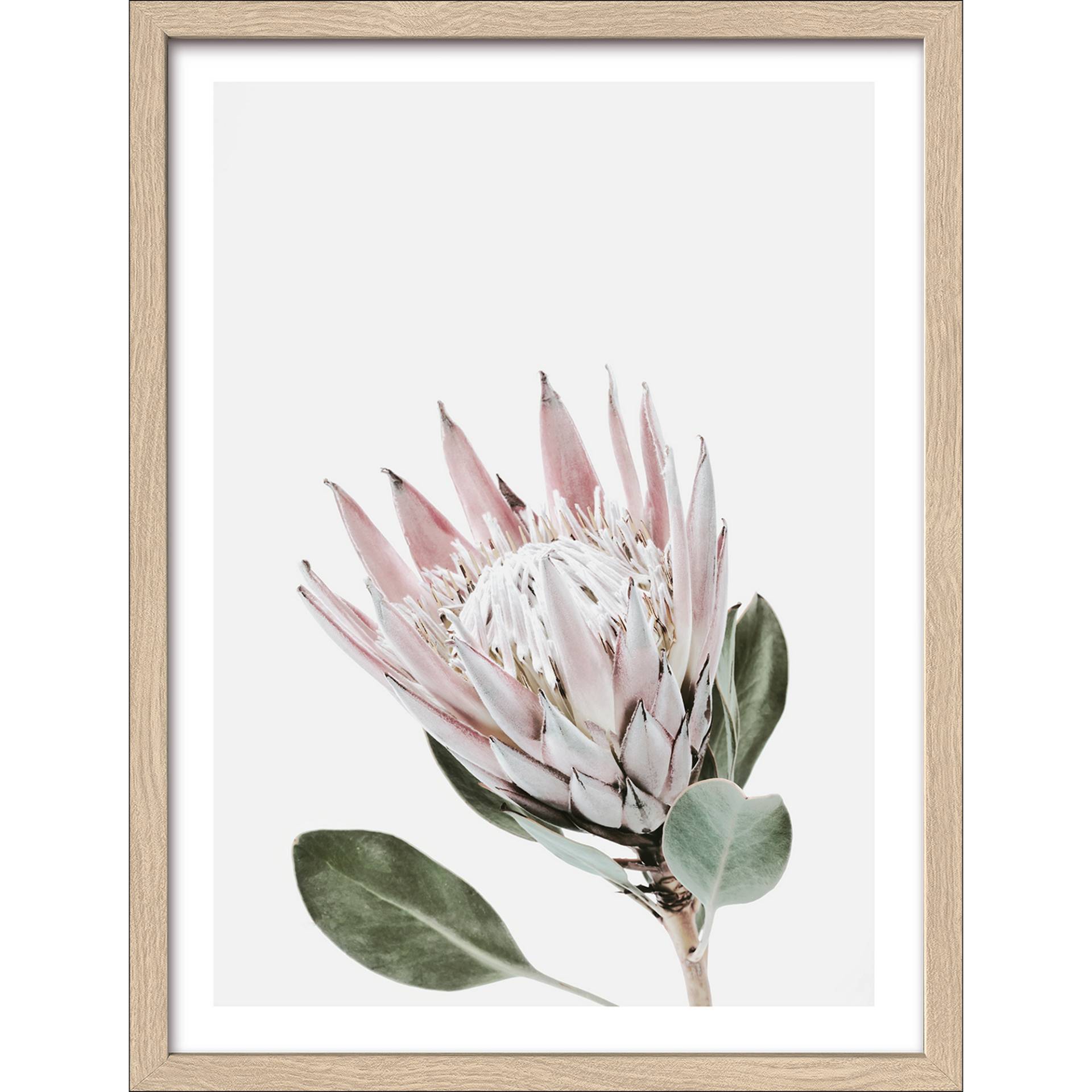 Pro-Art Kunstdruck Framed-Art 'King Protea' 33 x 43 cm von Pro-Art