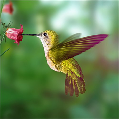 Pro-Art g1810b Wandbild Giclée 'The little things I' 50 x 50 cm von Pro-Art-Bilderpalette