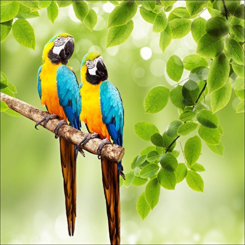 Pro-Art g1814l Wandbild Giclée 'Parakeet II' 100 x 100 cm von Pro-Art-Bilderpalette
