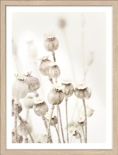 Pro-Art gerahmtes Wandbild Slim Scandic Dried Poppies, 42,5x32,5 cm von Pro-Art-Bilderpalette