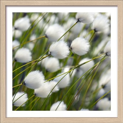 Pro-Art gerahmtes Wandbild Slim Scandic Dried White Flowers II, 32,5x32,5 cm von Pro-Art