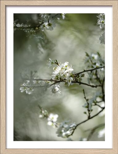 Pro-Art gerahmtes Wandbild Slim Scandic Dried White Flowers IV, 42,5x32,5 cm von Pro-Art
