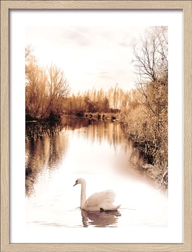 Pro-Art gerahmtes Wandbild Slim Scandic Lonely Swan, 42,5x32,5 cm von Pro-Art