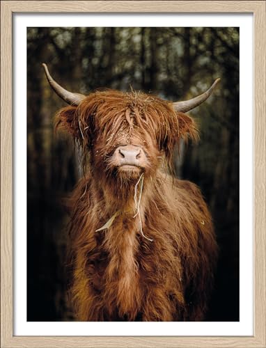 Pro-Art gerahmtes Wandbild Slim Scandic Scottish Highland Cattle VI, 42,5x32,5 cm von Pro-Art