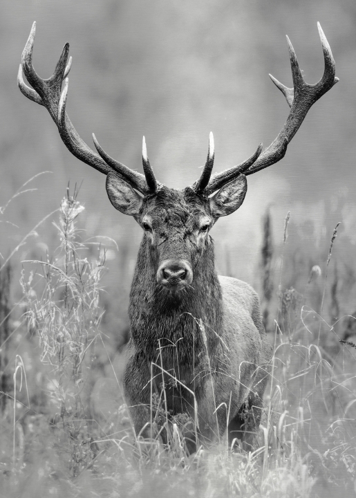 PRO ART Alu-Art Grey Deer Head ll ca. 70x100cm von ProArt