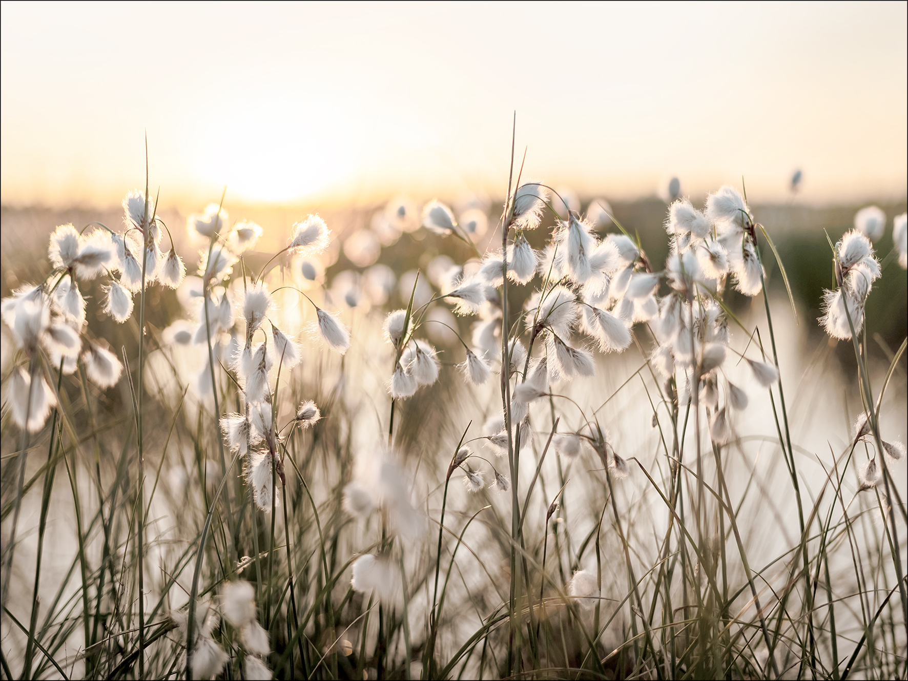 PRO ART Canvas-Art Junges Wohnen 120x90cm Field Flowers In The Sun PRO ART Canvas-Art Junges Wohnen 120x90cm Field Flowers In The Sun von ProArt