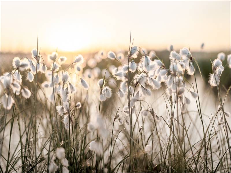 PRO ART Canvas-Art Junges Wohnen 120x90cm Field Flowers In The Sun von ProArt