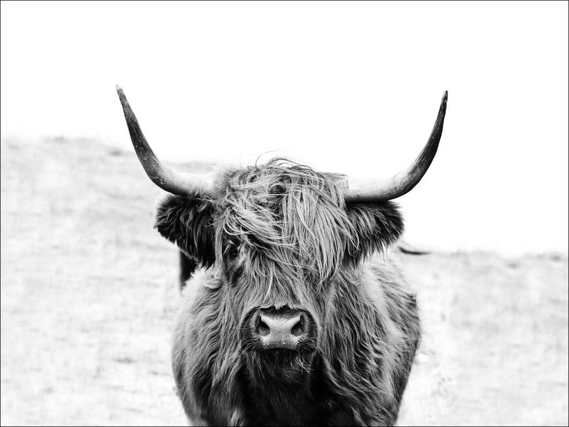 PRO ART Canvas-Art Junges Wohnen 120x90cm Scottish Highland Cattle von ProArt