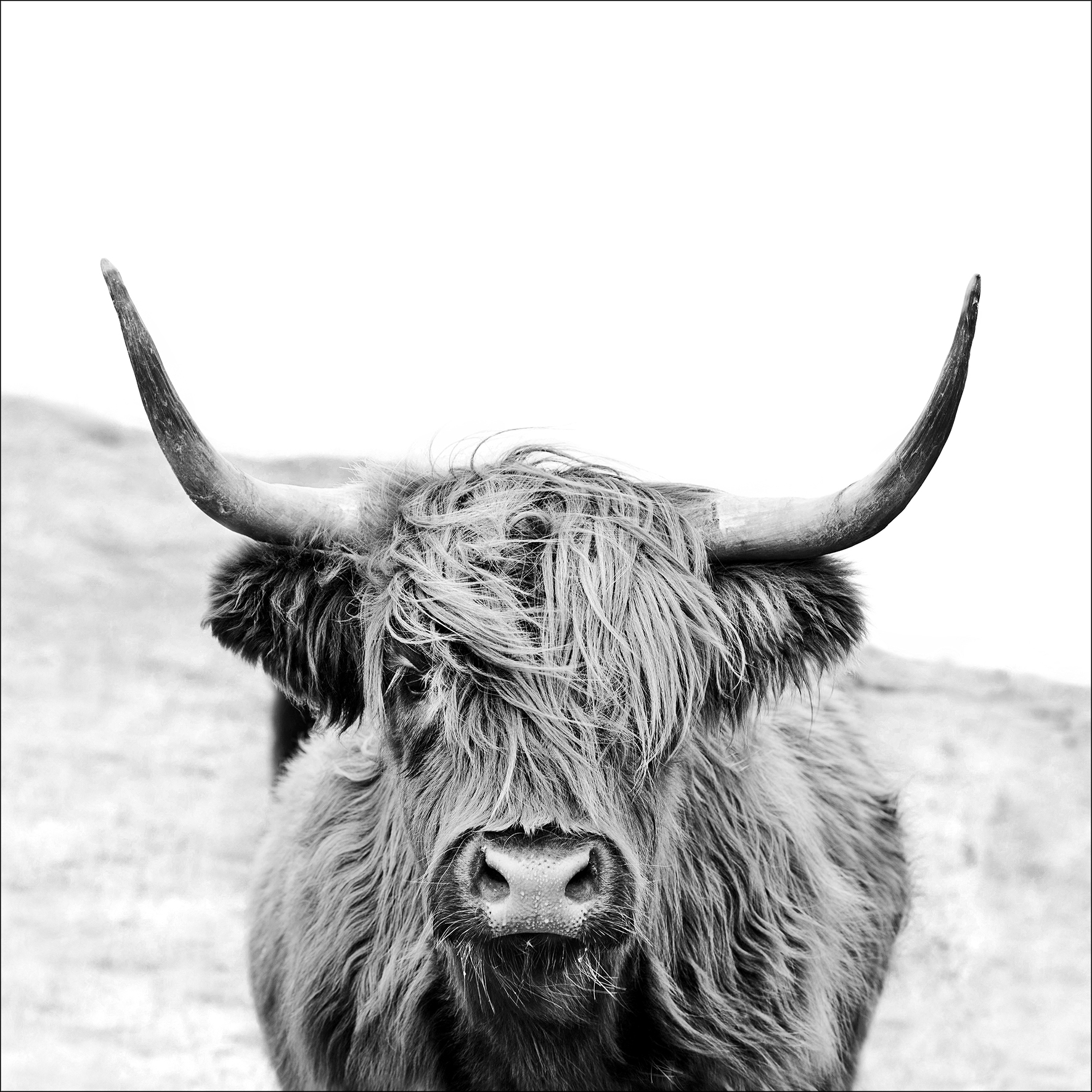 PRO ART Canvas-Art Junges Wohnen 30x30cm Scottish Highland Cattle PRO ART Canvas-Art Junges Wohnen 30x30cm Scottish Highland Cattle von ProArt
