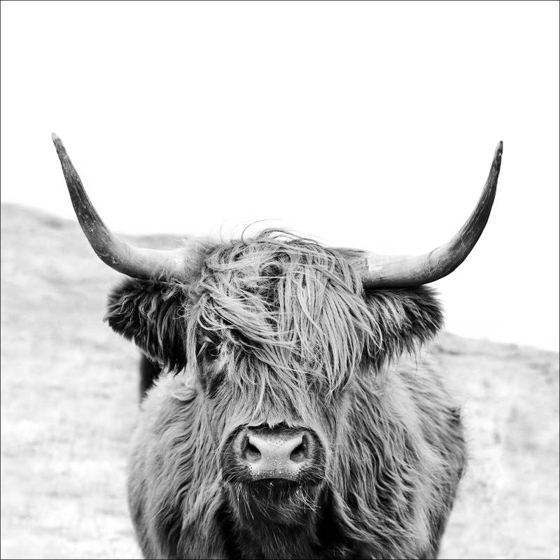 PRO ART Canvas-Art Junges Wohnen 30x30cm Scottish Highland Cattle von ProArt