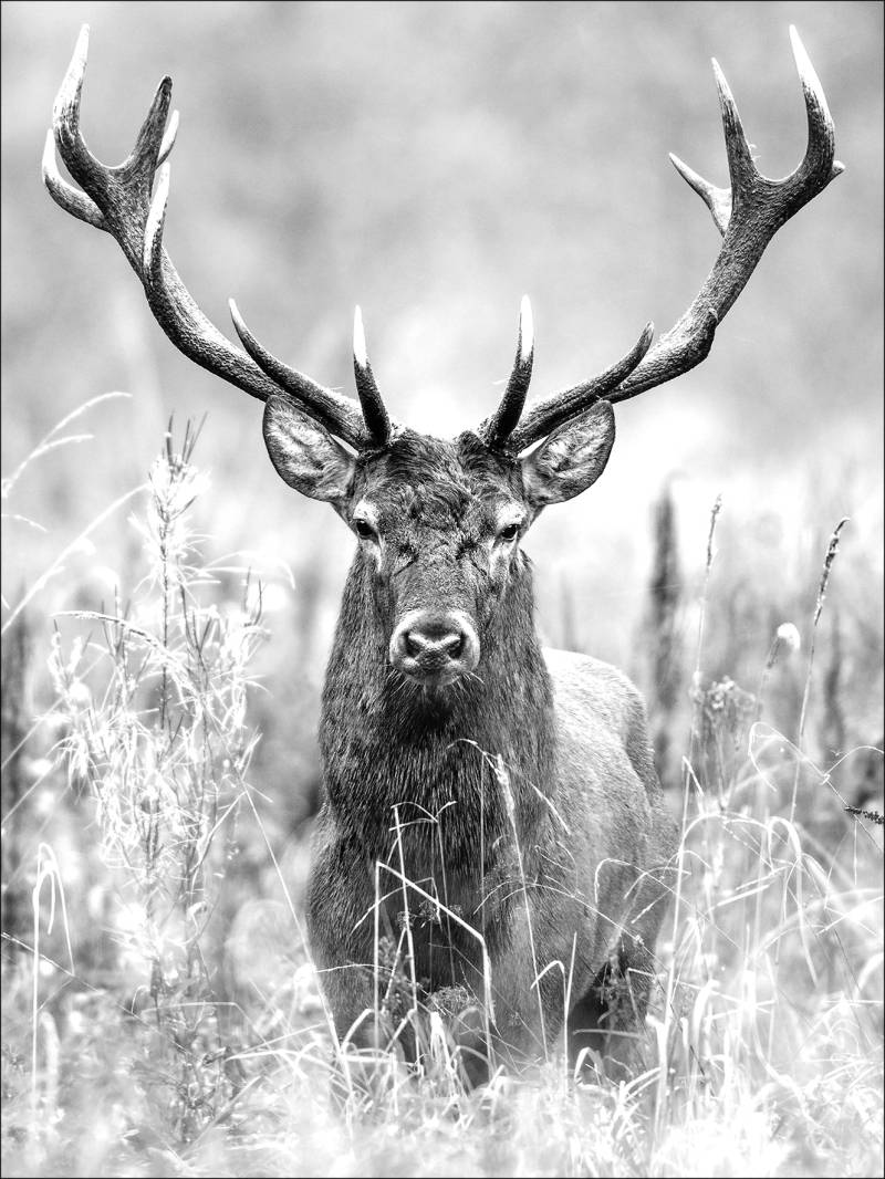 PRO ART Canvas-Art Junges Wohnen 80x60cm Grey Deer Head II von ProArt