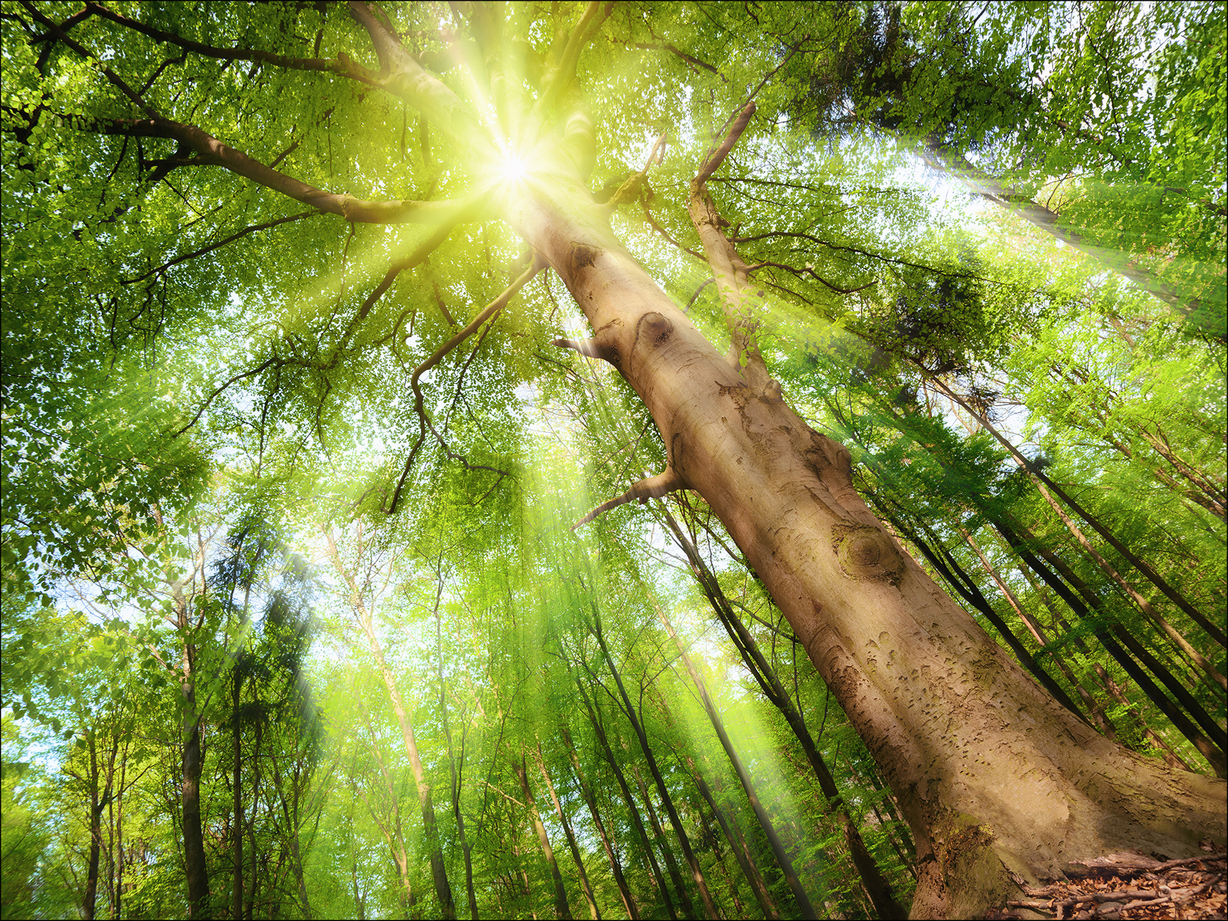 PRO ART Canvas-Art Junges Wohnen 80x60cm Towards The Sun von ProArt
