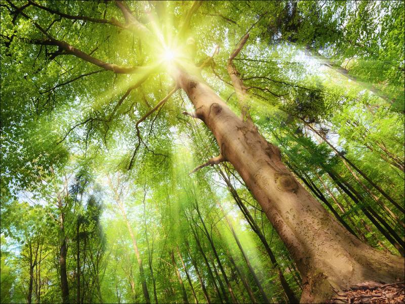 PRO ART Canvas-Art Junges Wohnen 80x60cm Towards The Sun von ProArt