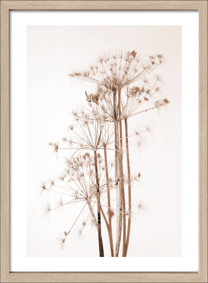 PRO ART Framed-Art Scandic Living 75x55cm Dried Fiber VI von ProArt