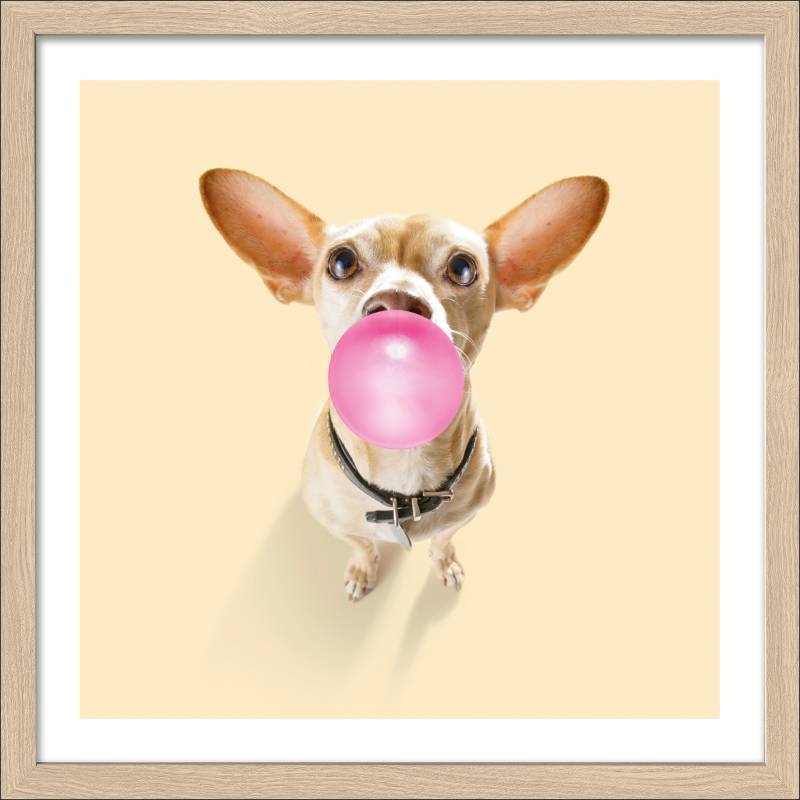 PRO ART Framed-Art Slim Scandic 33x33cm Dogs Chewing Gum I von ProArt