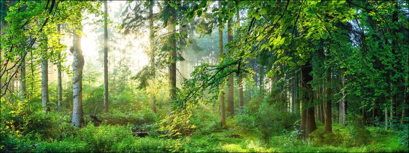 PRO ART Glas-Art 125x50cm Forest Harmony I von ProArt