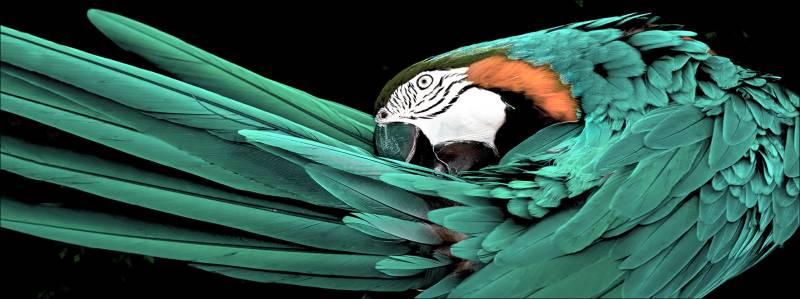 PRO ART Glas-Art 125x50cm Green Parrot von ProArt