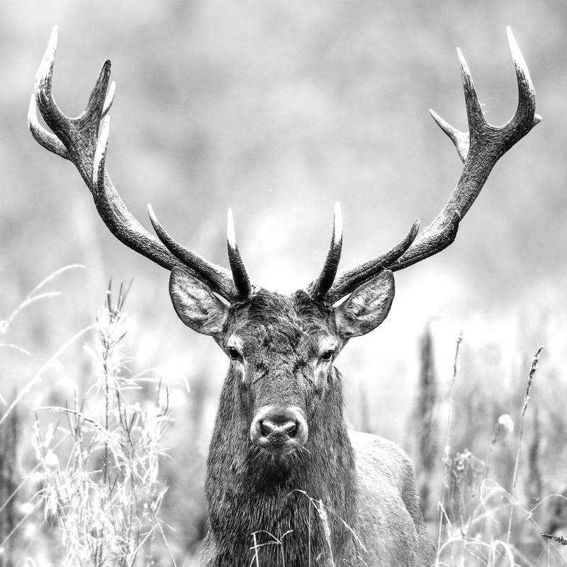 PRO ART Glas-Art 30x30cm Grey deer head II von ProArt