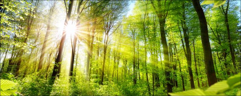 PRO ART Glas-Art 80x30cm Towards The Sun von ProArt