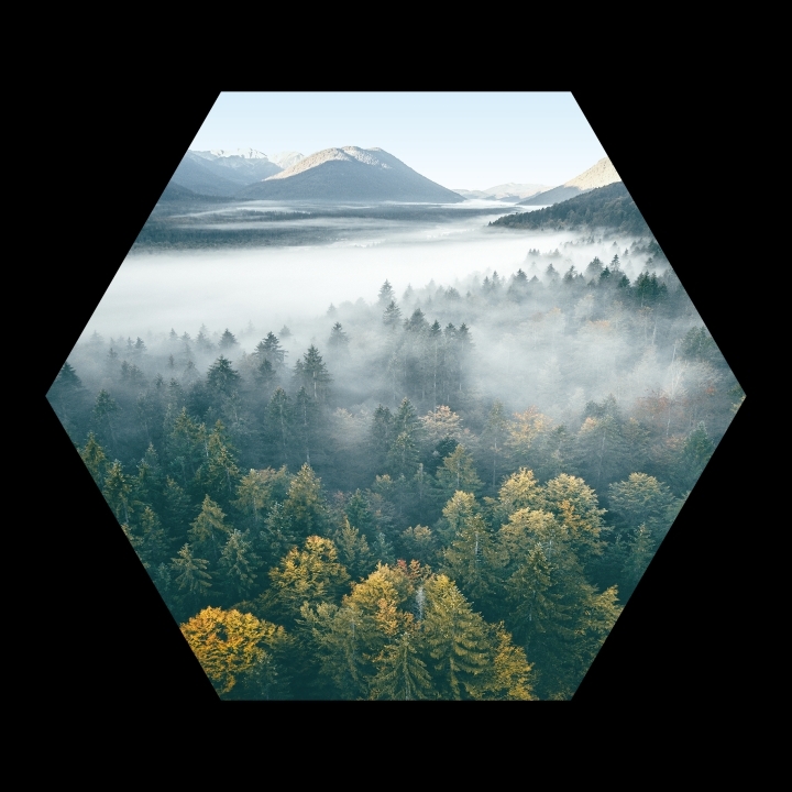 ProArt PRO ART Cut-Outs HEX 50x50cm Foggy Forest Atmoshere von ProArt
