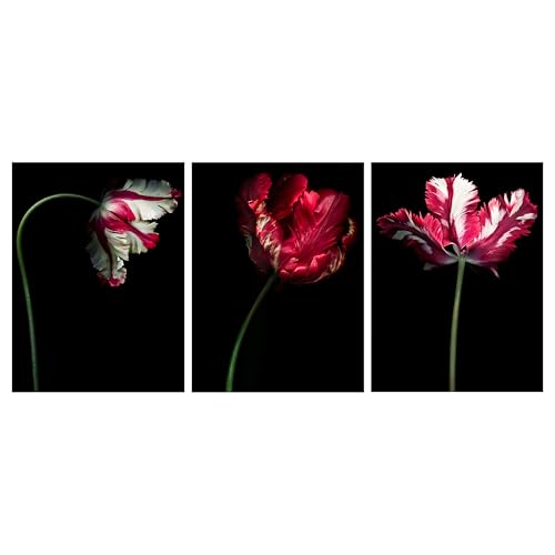 PJÄTTERYD Bild 3er Set Tulpen 30x40cm von ProTuning