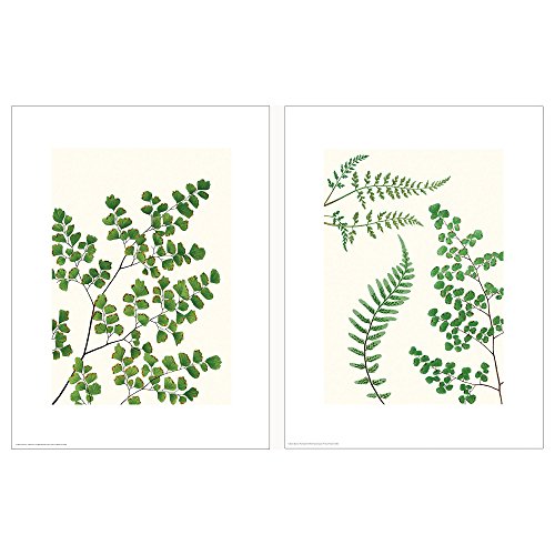 ProTuning BILD Poster, 30 x 40 cm, Ferns von ProTuning