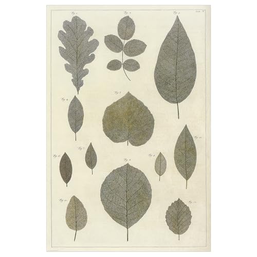 ProTuning BILD Poster 61x91cm Botanic Leaves Collection von ProTuning