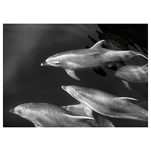 ProTuning BJÖRKSTA Bild, 140x100cm, Delfine von ProTuning