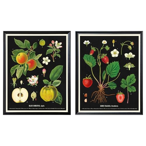 ProTuning KNOPPÄNG Rahmen mit Poster 40x50cm Vintage Botanische Früchte Charts von ProTuning