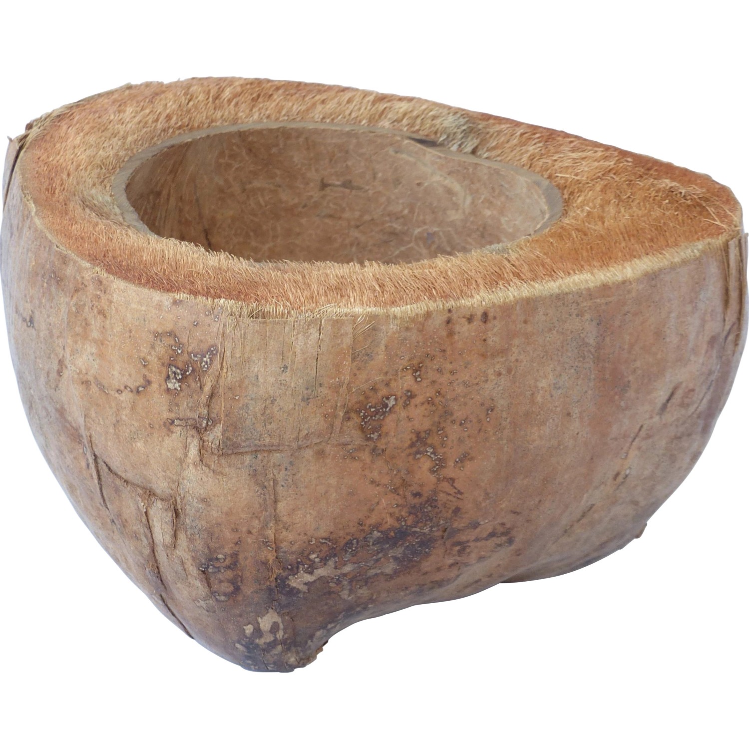 Proflora Kokosschale-Vogeltränke quer von Proflora