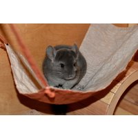 Nager Möbel, Chinchilla Tunnel, Tunnel Hängematte Für Ratten, Mäuse, Hamster, Frettchen, Chinchillas, Rennmäuse, Chinchillahöhle von Prolinen