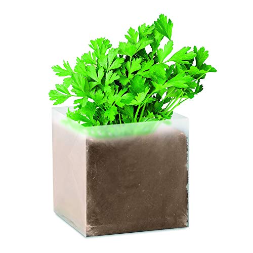 Pflanz-Set "Petersilie" von PromotionGift